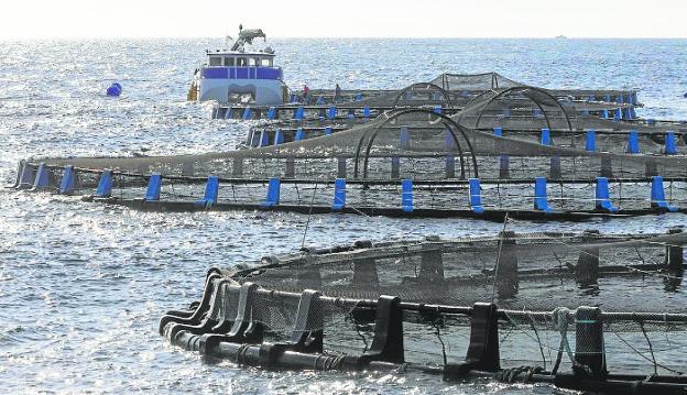 El mejor momento para llevar el atún a la granja