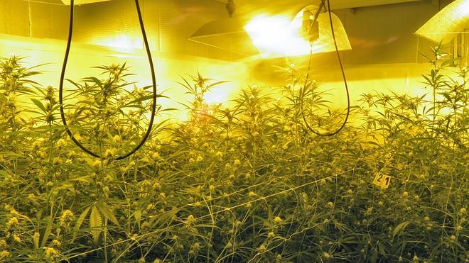 La justicia alemana autoriza el cultivo del cannabis con fines médicos