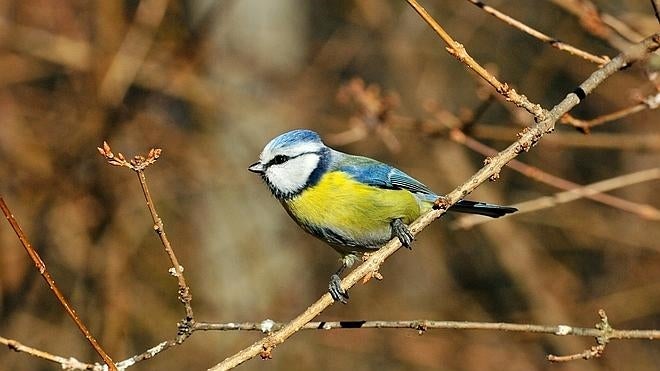 5 lugares imprescindibles para ver aves en España