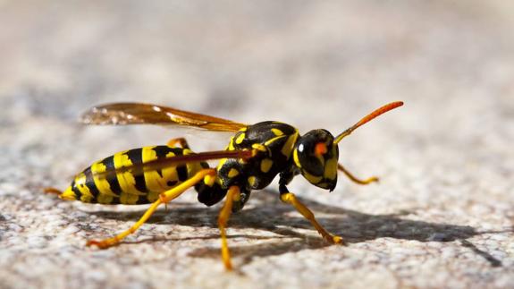 cáncer de próstata de veneno de abeja cáncer de próstata de veneno de abeja