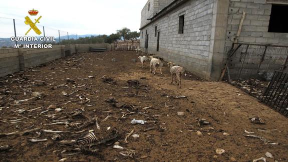 Investigan a un ganadero por dejar morir de hambre a 200 ovejas en Granada