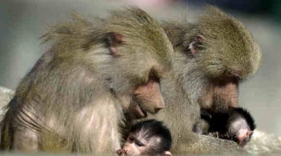 Los babuinos producen cinco sonidos parecidos a las vocales