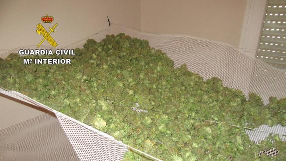 34 kilos de marihuana y 1.600 plantas alijadas en un chalé de lujo de Gójar
