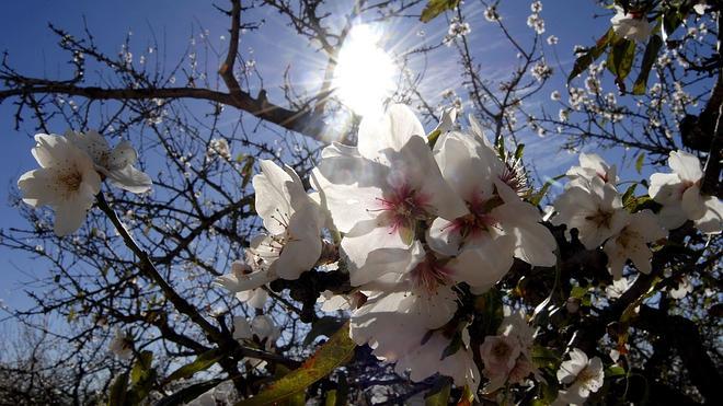 La plantación de la almendra se multiplica tras alcanzar su cotización cifras históricas