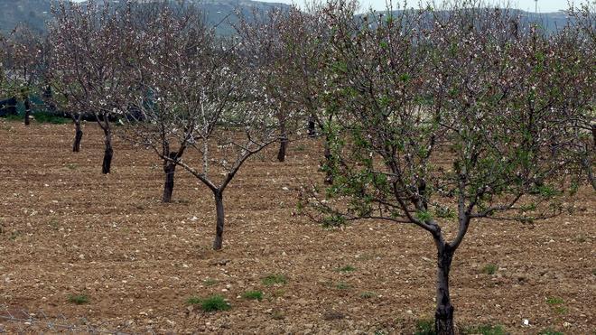 La sequía pone en peligro el futuro de 46.000 hectáreas de secano en Alicante