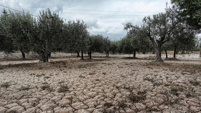 La sequía obliga a los agricultores a regar a manta para salvar el arbolado