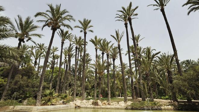 Elche realizará una plantación masiva de palmeras en huertos municipales