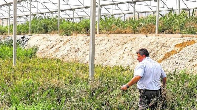 Cinco huertos municipales recuperarán 446 palmeras perdidas por las plagas o la sequía