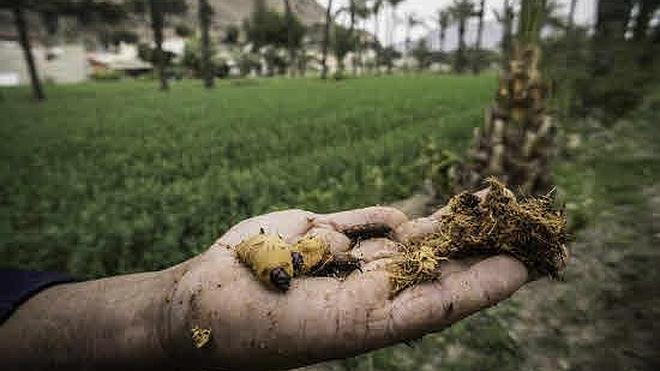 Medio Ambiente negocia con dueños del Palmeral acuerdos para luchar contra el picudo