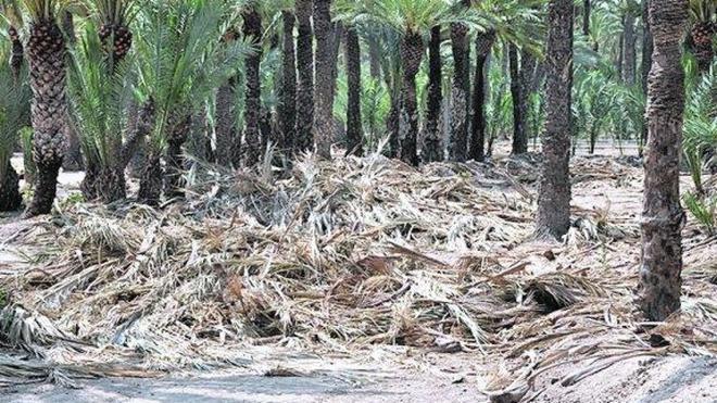 Abandono de restos de poda en el Palmeral