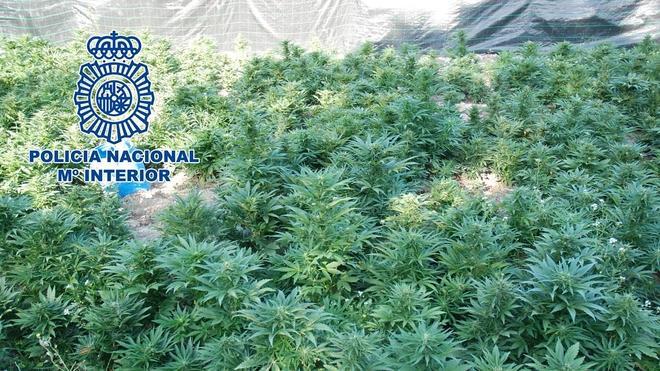 La Policía desmantela una gran plantación de marihuana en Planes