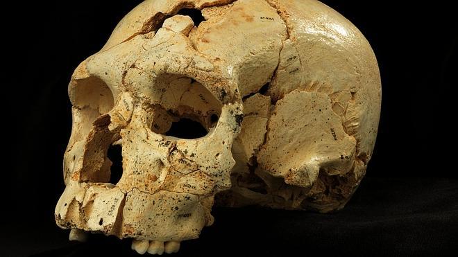 Hallan 17 cráneos en Atapuerca que aportan nueva luz a la evolución de los neandertales