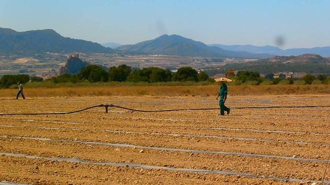 Agrodisa invertirá casi un millón de euros en explotar la finca de La Torre