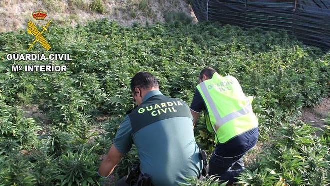 Intervenidas más de 2.600 plantas de marihuana y dos hombres detenidos