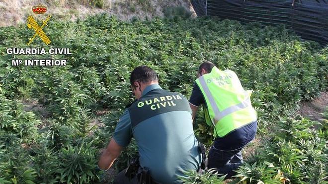 La Guardia Civil interviene 2.610 plantas de marihuana en Cocentaina y L'Alfàs