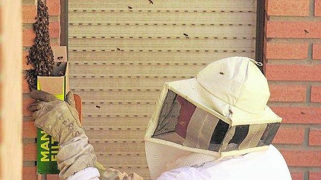 El Ayuntamiento pide ayuda a Asaja para la retirada de abejas ante su proliferación