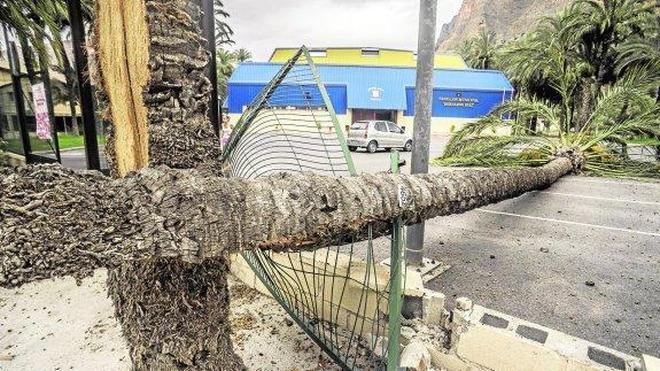 El peso de los dátiles vence una palmera en la puerta del pabellón Bernardo Ruiz