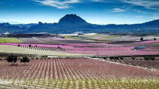 Apoyo a la floración de Cieza para conseguir ser atractivo de interés turístico