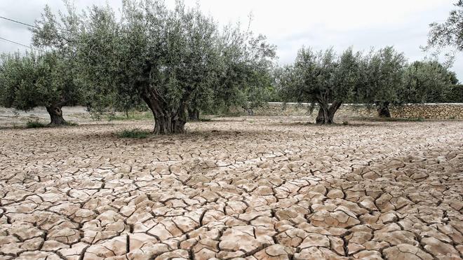 La sequía afecta ya a unas 40.000 hectáreas y a 6.000 empresarios