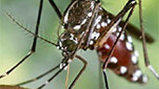 Sanidad alerta a los centros de salud ante la llegada a España de un virus tropical