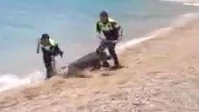 Un jabalí se 'refresca' en la playa de Villajoyosa