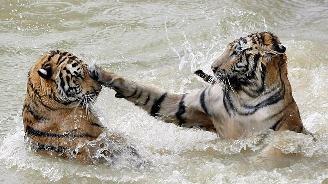 El 97% de los tigres salvajes ha desaparecido en el último siglo, según Terra Natura