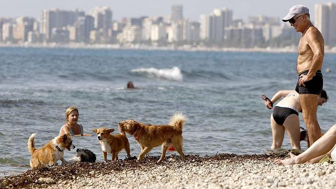 La Comunitat lidera las peticiones para que los perros puedan acceder a las playas