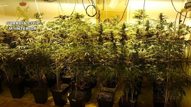 Seis detenidos por el cultivo de más de 500 plantas de 'maría' en tres invernaderos