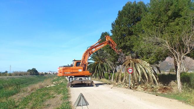 La CHS elimina casi un millar de palmeras afectadas por el picudo rojo