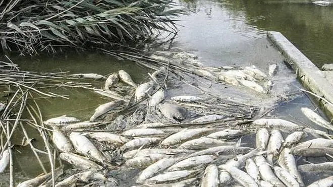La falta de oxígeno provoca la muerte de miles de peces junto a las Salinas de Santa Pola