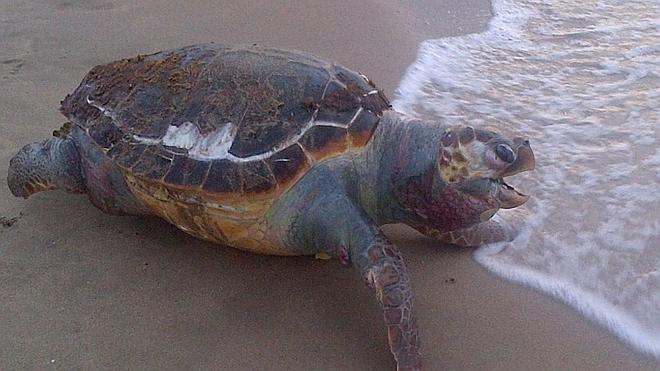 Un ejemplar de tortuga boba aparece muerto en las playas de la localidad