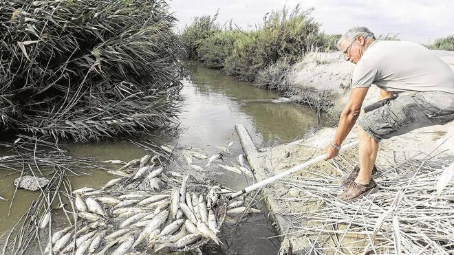 El Ayuntamiento de Santa Pola ofrece su ayuda ante la mortandad de miles de peces