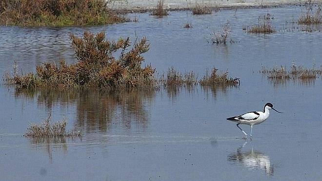 El parque de las Lagunas de La Mata-Torrevieja acoge este año a más de 1.000 flamencos