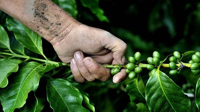 El genoma del café, mezcla perfecta de cafeína, aroma y sabor