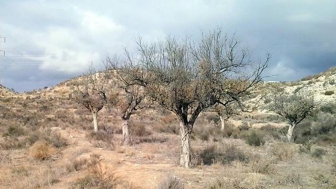 El campo recibe con júbilo las lluvias pese a los daños causados por el pedrisco a cultivos