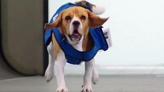 Sherlock, el recuperador de los objetos perdidos