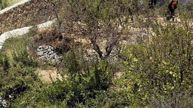 200.000 euros contra propagación de plagas en pinares como consecuencia de la sequía