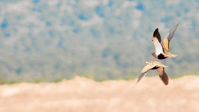 Las aves esteparias sucumben a la presión