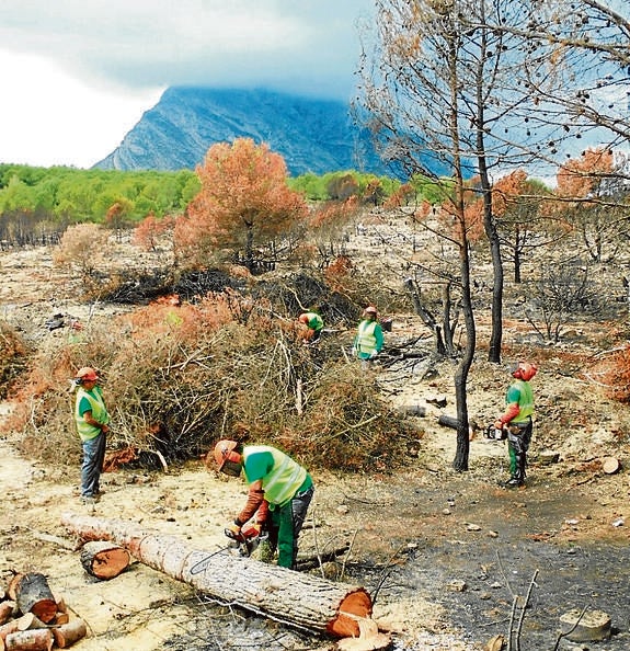 Brigadas forestales inician la retirada de pinos arrasados por el fuego en el Montgó