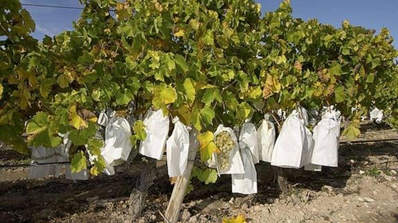 La producción de uva embolsada del Vinalopó para Navidad será un 25% menor a lo previsto
