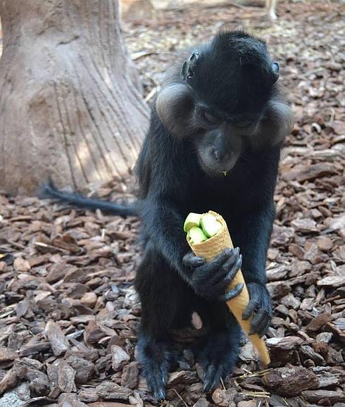 Río Safari de Elche acoge los únicos ejemplares de mangabey de la península