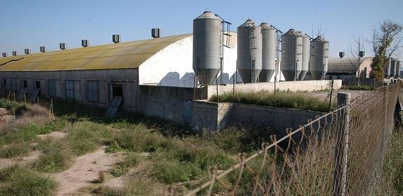 Estas cerdas viajan en jet privado