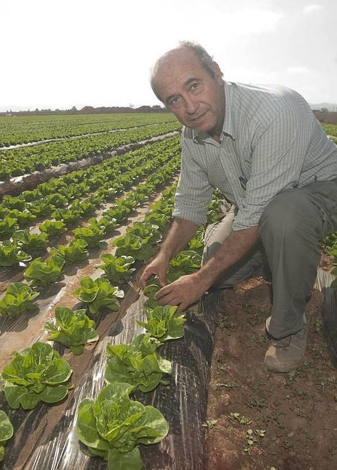 Alicante lidera el desplome del precio de la tierra por la sequía y la nula rentabilidad