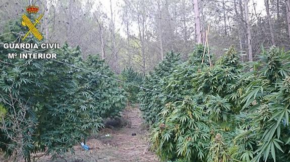 Desmantelan un cultivo de marihuana en Tárbena y detienen a dos personas