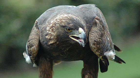 El águila 'Tonn' pasa el invierno en el Embalse de El Hondo