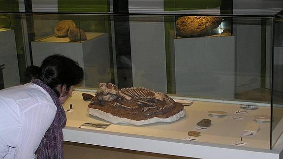 El MUPE inicia la semana de la ciencia exponiendo por primera vez un dinosaurio Psittacosaurus