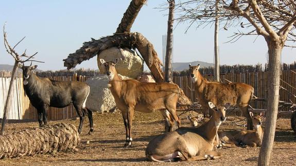 Un nilgo se recupera de una herida tras ser suturada en Terra Natura Benidorm