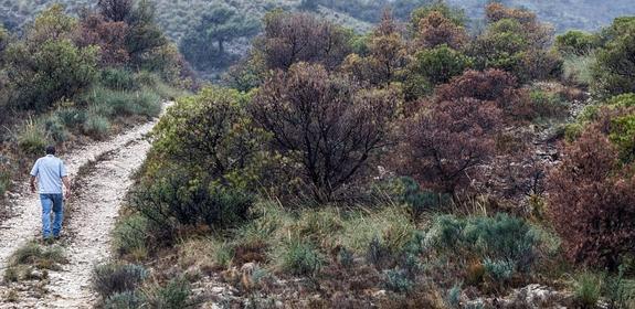 Medio Ambiente se fija de plazo hasta junio para talar decenas de miles de pinos secos