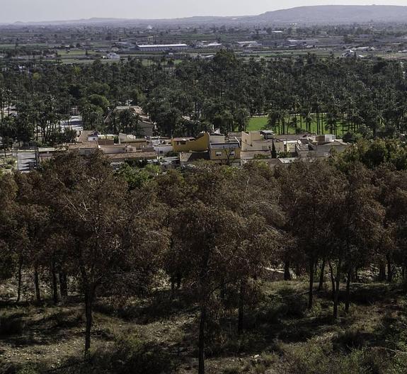 El Monte de San Miguel se queda fuera de las ayudas provinciales contra el 'tomicus'