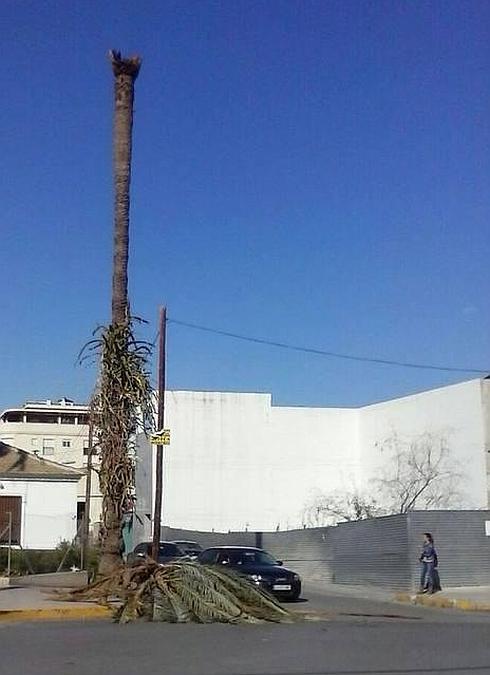 El PSOE denuncia la falta de cuidado de las palmeras municipales por el PP